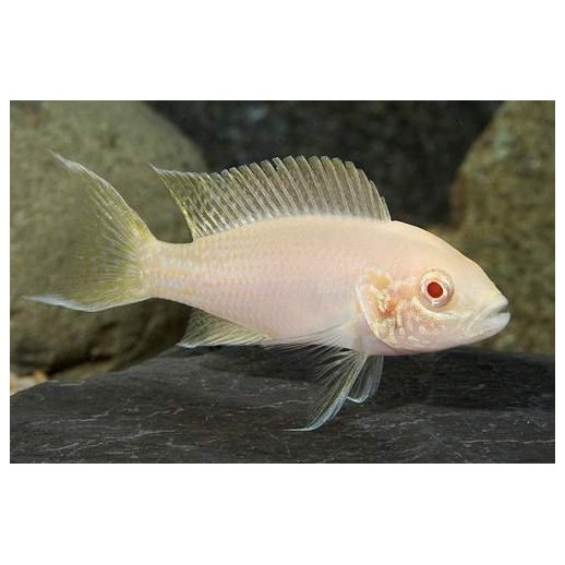 TROPHEUS MOORI BRICHARDI KIPILI 4 A 5 cm