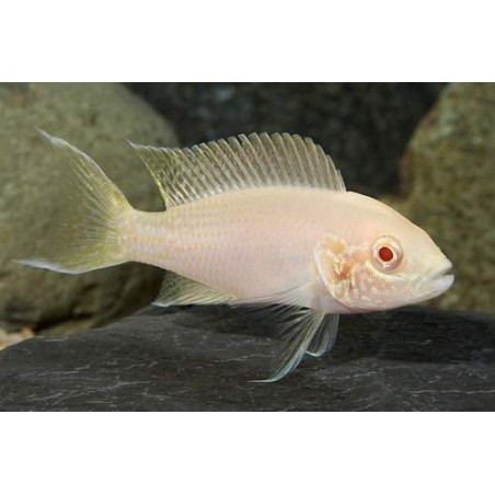 TROPHEUS MOORI BRICHARDI KIPILI 4 A 5 cm