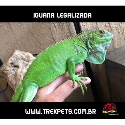 Iguana Iguana Legalizada