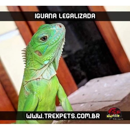 Iguana Iguana Legalizada