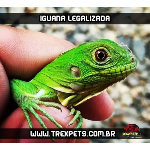 Iguana Iguana Legalizada