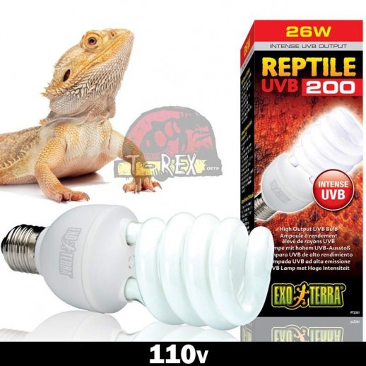 Lampada para Pogona