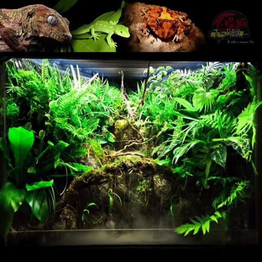 Vivarium Terrário Répteis