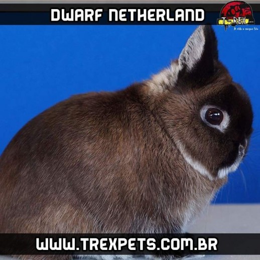 coelho dwarf netherland