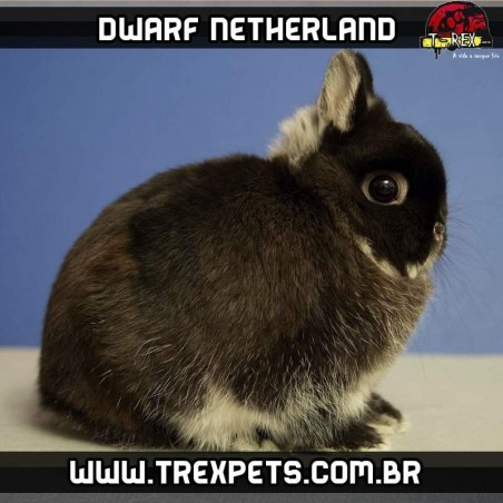 onde comprar coelhos netherland