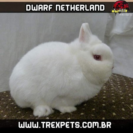 comprar netherlands puros