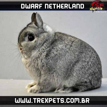 criador de coelhos netherlands