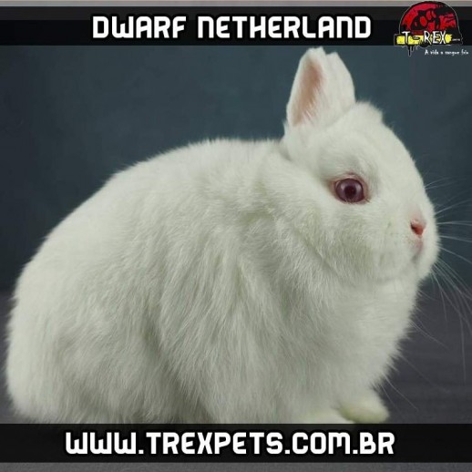 compre coelho dwarf netherland