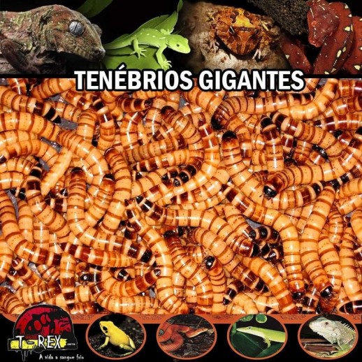 Comprar Larvas Tenébrio Gigante