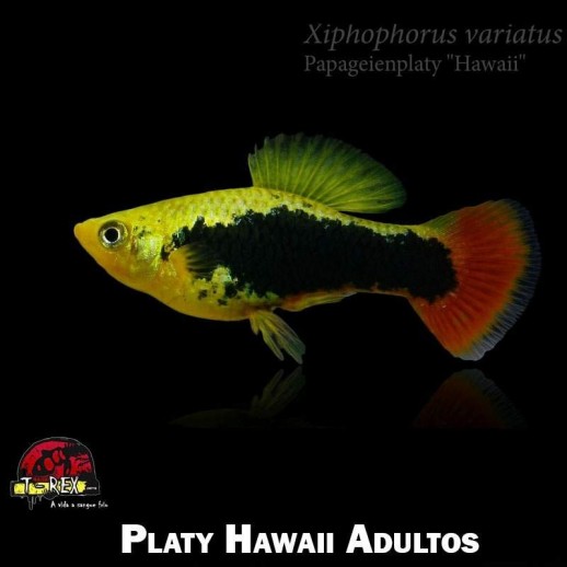 Peixe Plati - Platy Hawaii