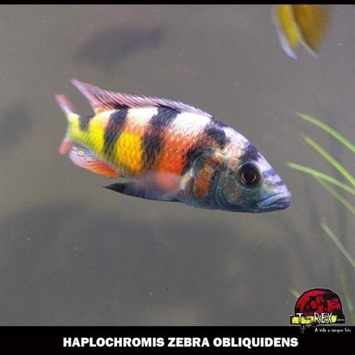 Ciclídeo Zebra Obliquidens
