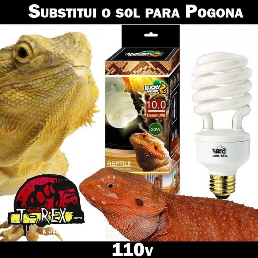 Lâmpada para Réptil uvb pogona