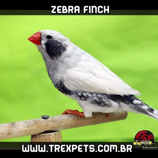 passarinho mandarim em londrina