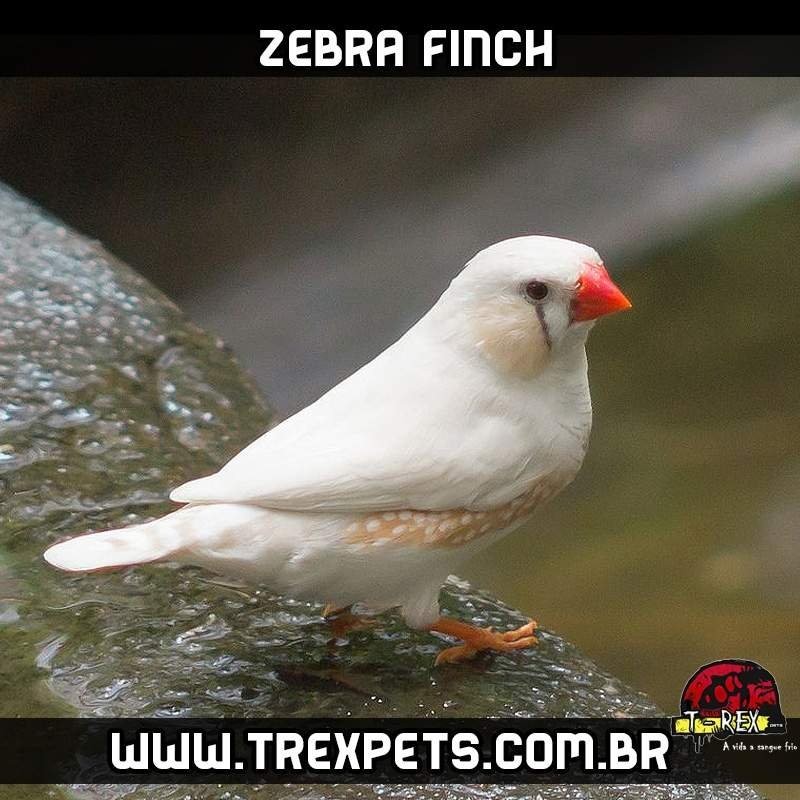 venda diamante mandarim branco