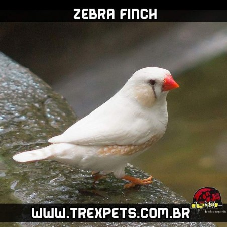 venda diamante mandarim branco