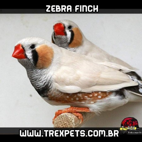 venda de diamante mandarim parana