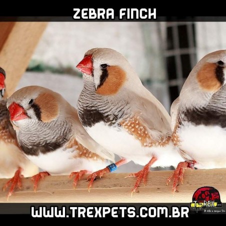 compar diamante mandarim branco