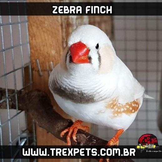 venda de diamantes mandarim