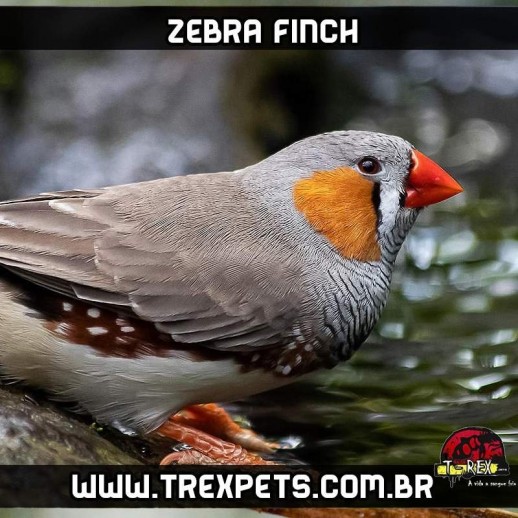 comprar passarinho mandarim