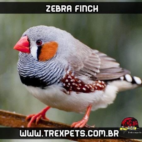 venda de diamantes mandarim