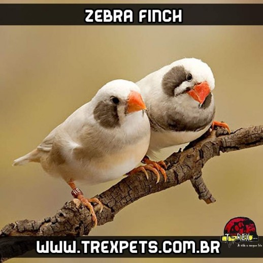 criador de diamante mandarim