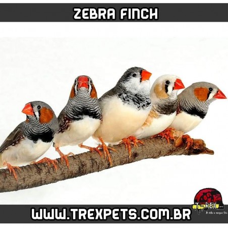 criadouro diamante mandarim