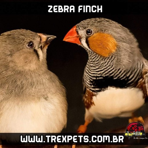 ave diamante mandarim