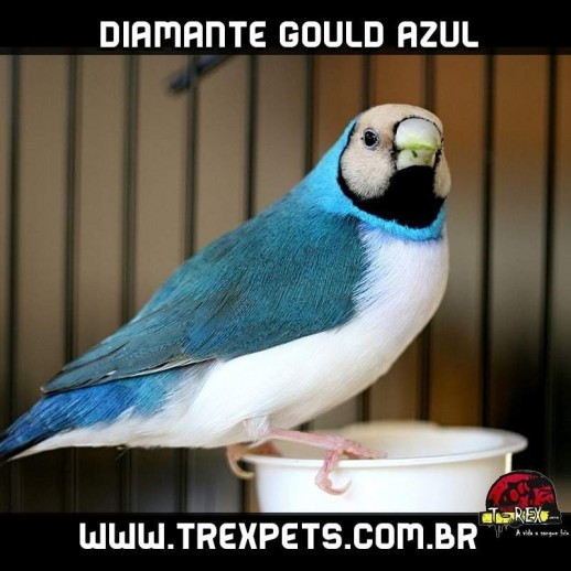 venda de diamante gould azul