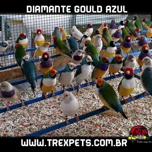 comprar diamante gould londrina