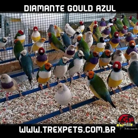 comprar diamante gould londrina