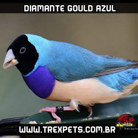 Comprar diamante gould azul