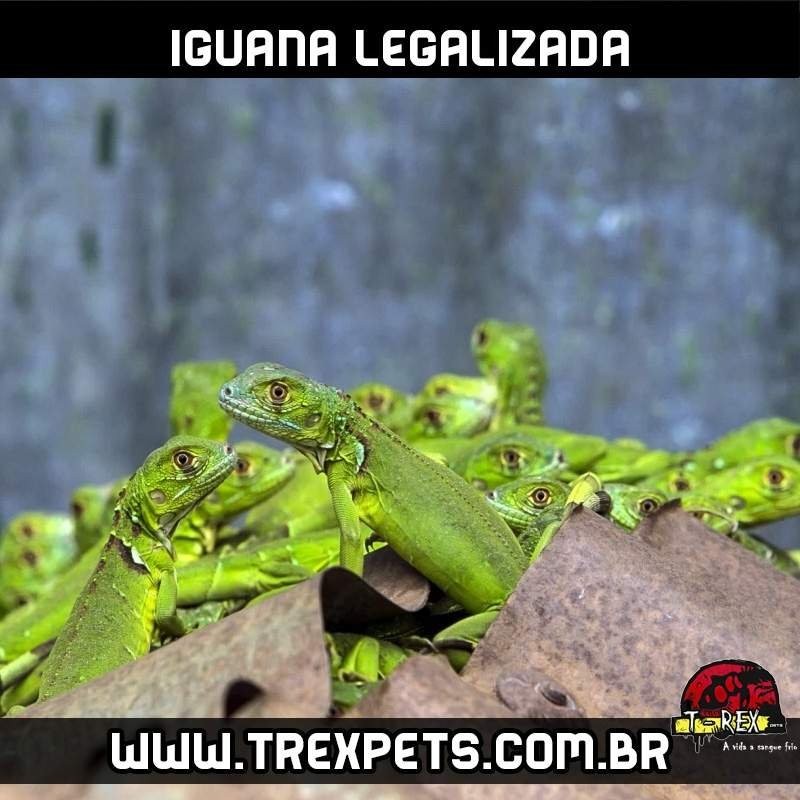 Filhotes de iguana legalizada