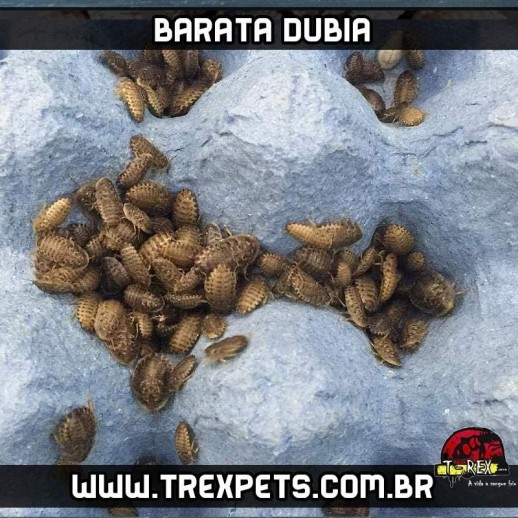 barata dubia alimento vivo