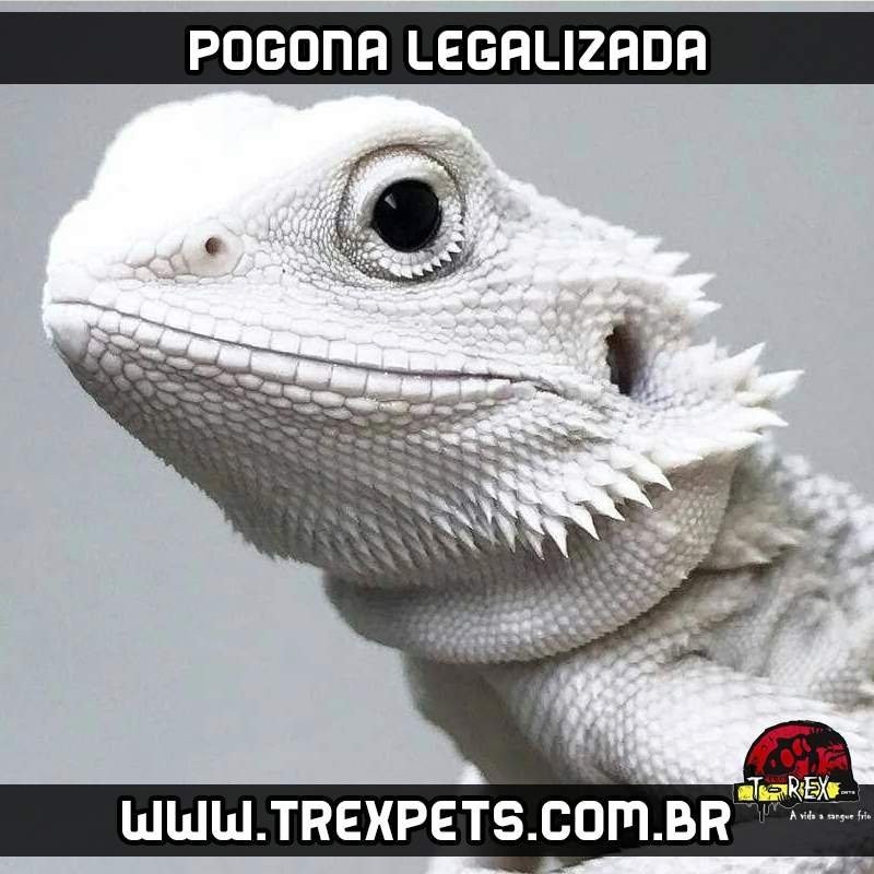 venda de pogona