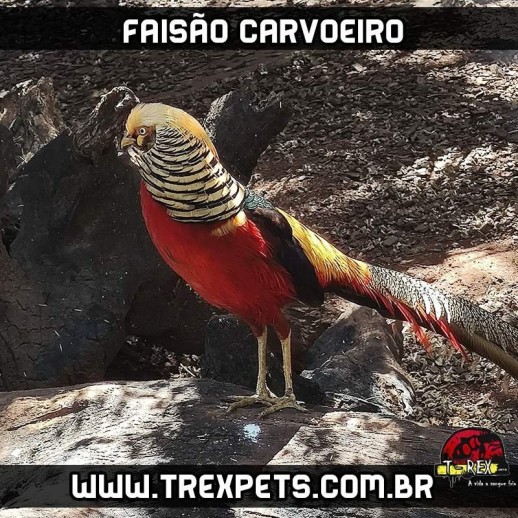 venda faisao carvoeiro