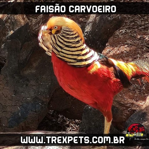 comprar faisao maringa curitiba londrina