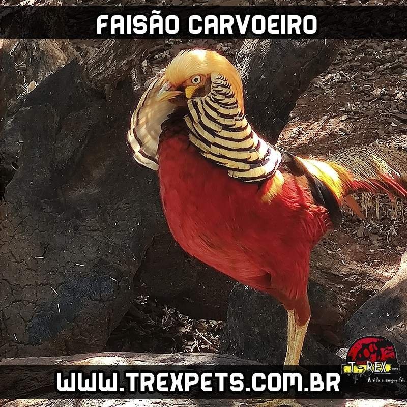 comprar faisao carvoeiro