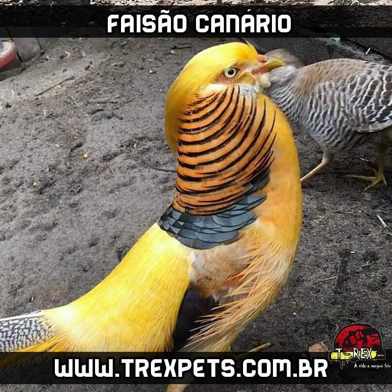 comprar faisão canário