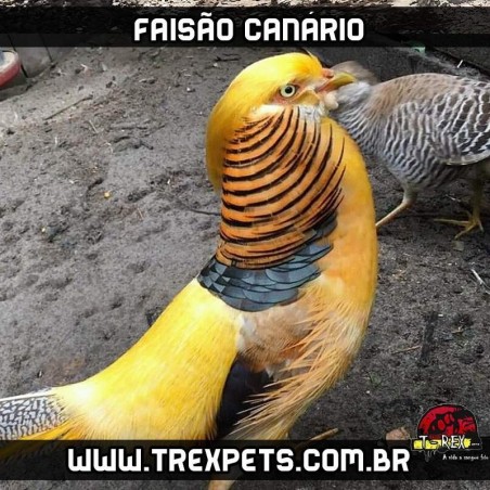 comprar faisão canário