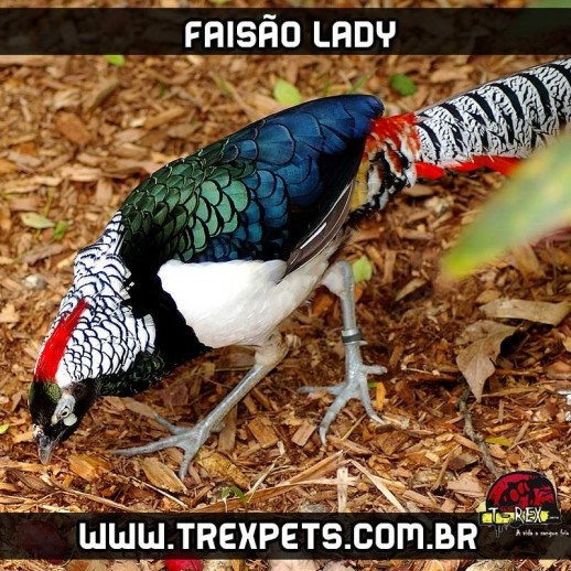 comprar faisao lady