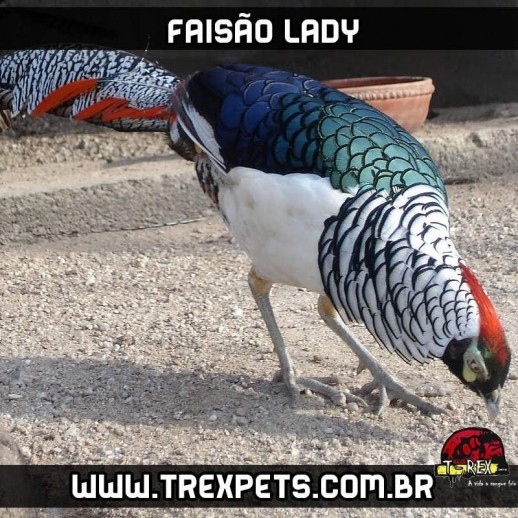 venda de faisoes lady