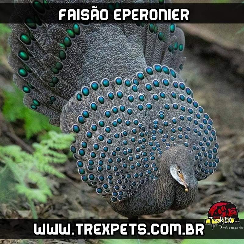 venda de faisão Eperonier