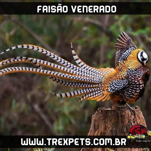 venda de faisoes sao paulo