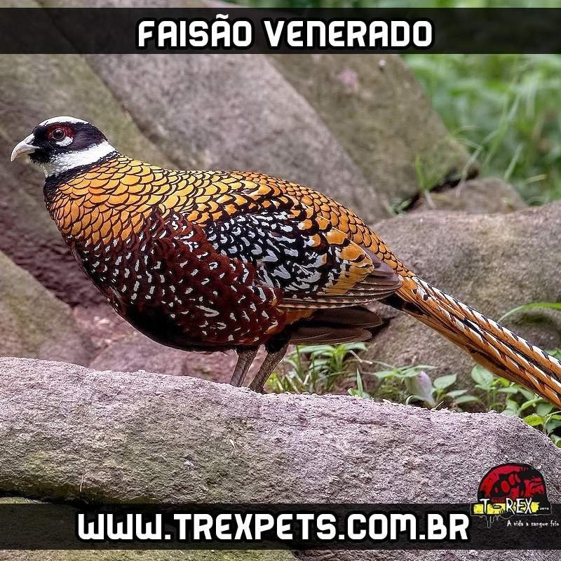 criatorio faisao Venerado