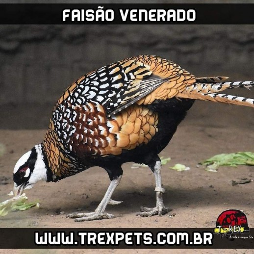 venda faisao venerado minas gerais