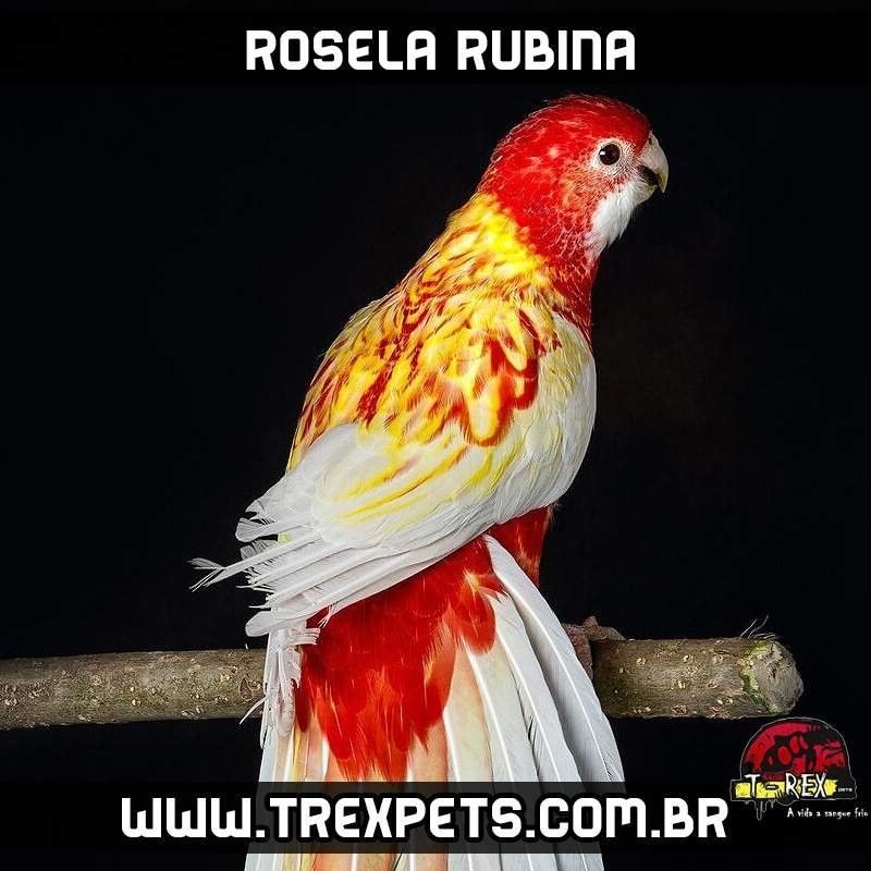 venda rosela rubina
