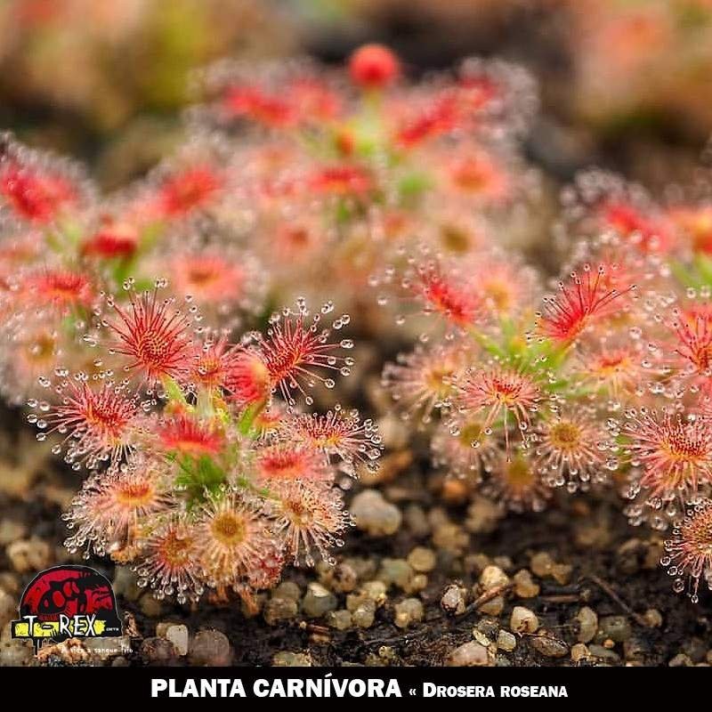 planta carnivora pigmeia