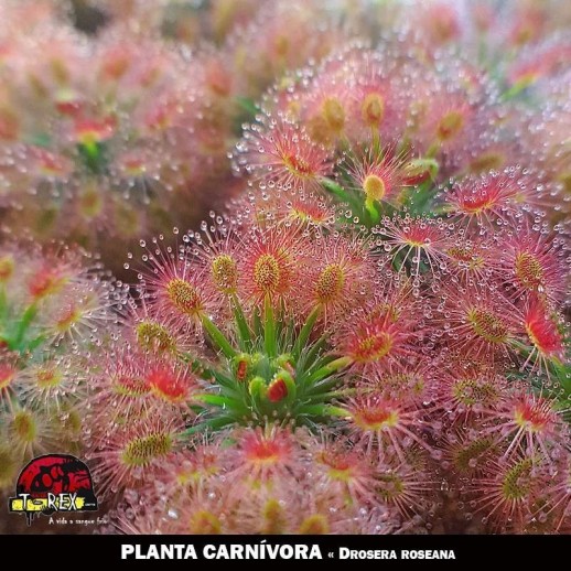 Drosera pigmeia Roseana
