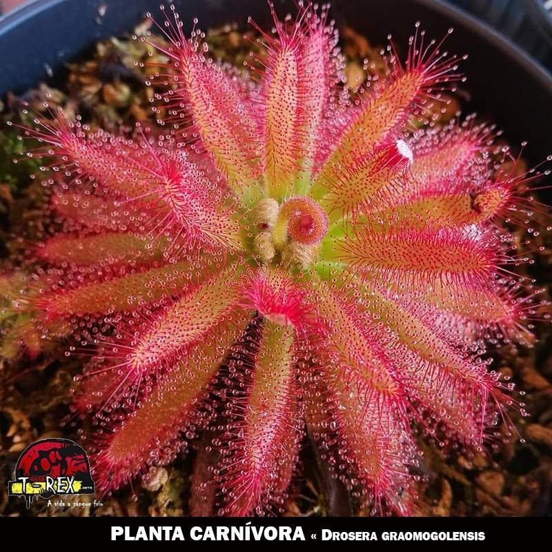 Planta Carnívora Drosera Graomogolensis Planta Carnívora Drosera Graomogolensis