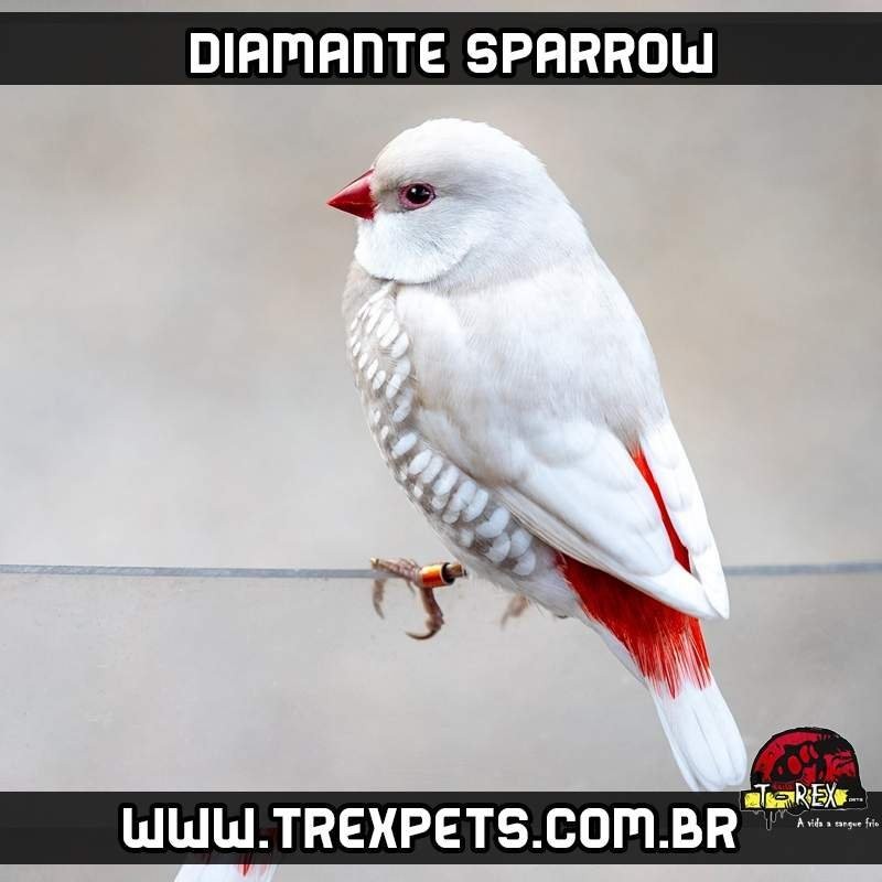 mutação diamante sparrow